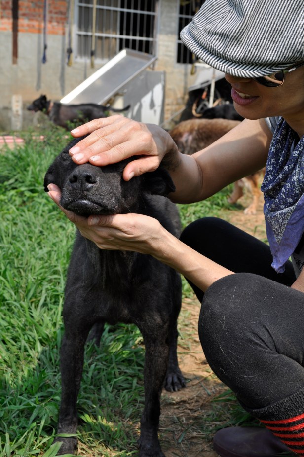 This pup, Five, is a total sweetheart. He stood with his eyes closed as Josie gently ran her hands around his head.