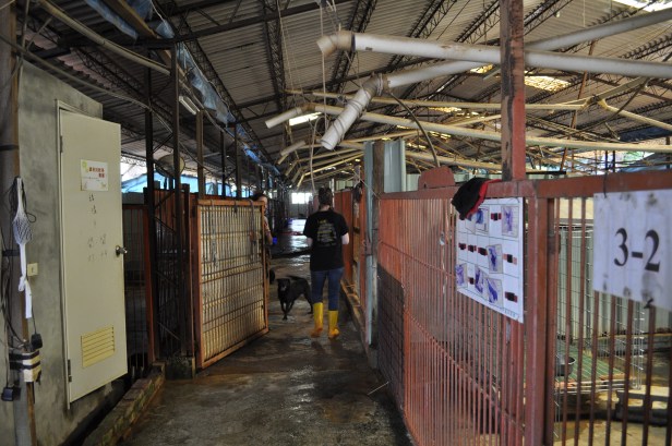 This is the inside of Building 3. Rudimentary, with a leaky roof, and home to around 100 dogs.