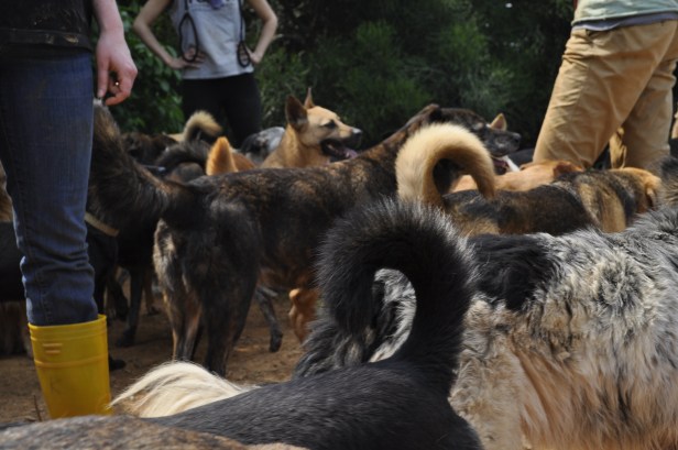 Sabrina, Josie, and Rachel with the dogs of Building 3.